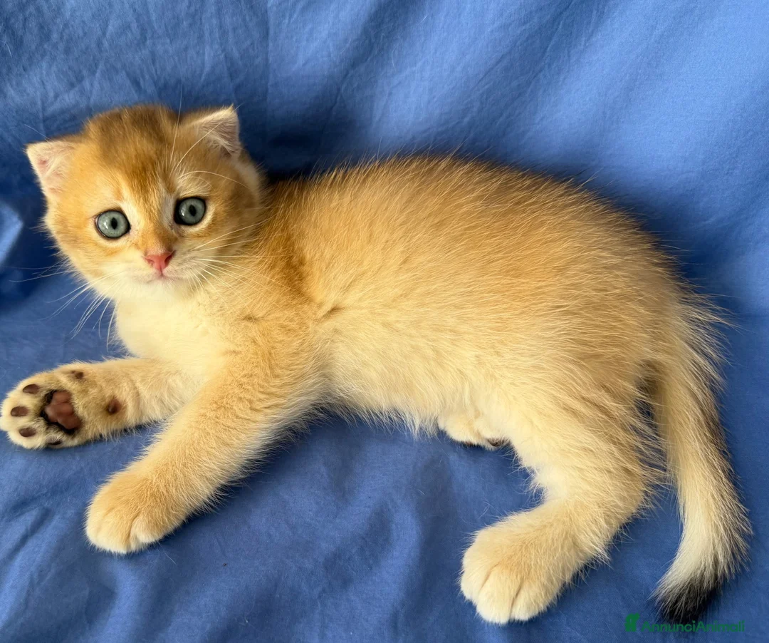 Scottish gatti in vendita: Splendidi cuccioli Scottish Fold e Straight - Annuncio 36