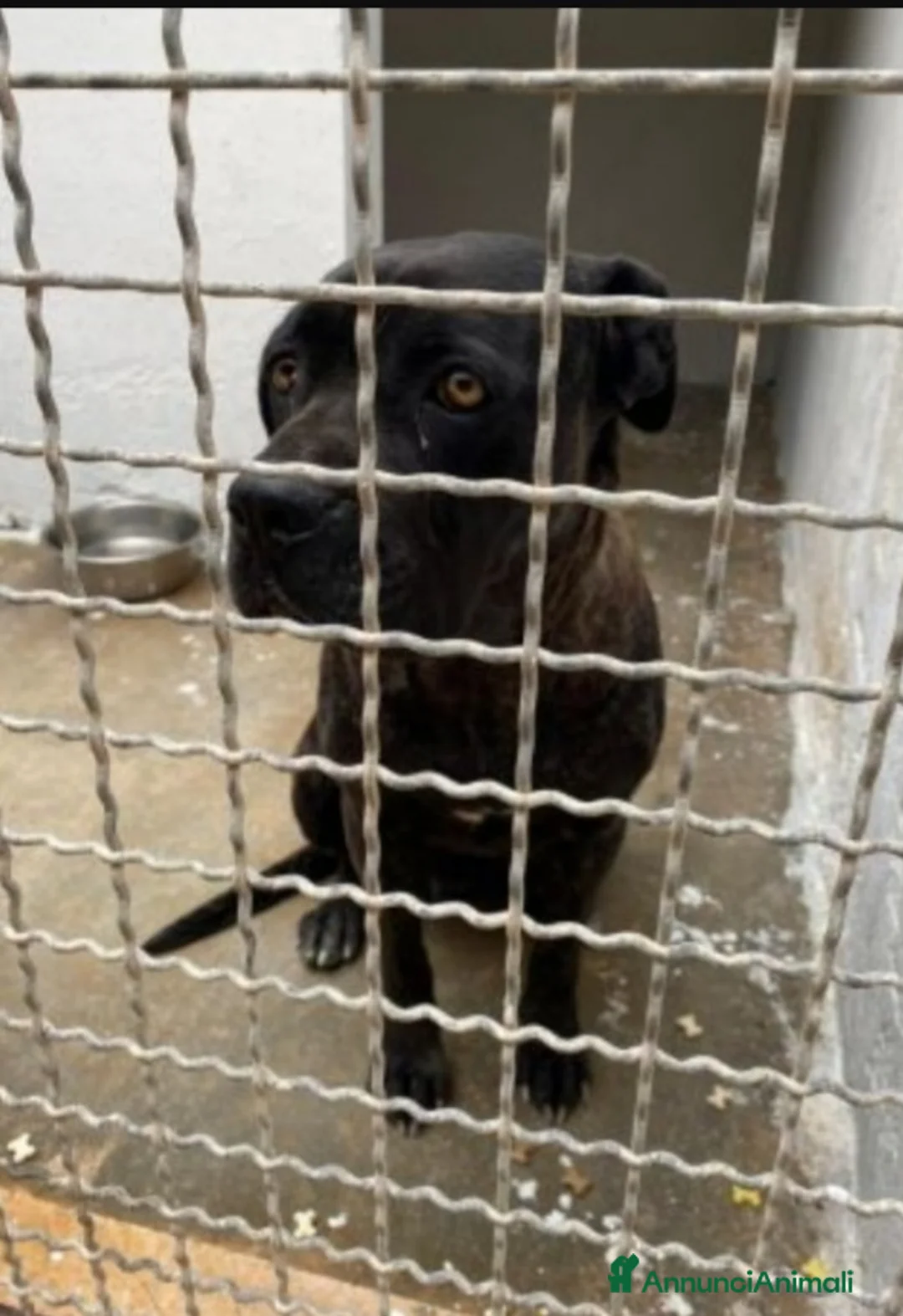 Cane Corso cani in regalo: Corso giovane depressa da 2anni in box.TARANTO a Città metropolitana di Milano - Annuncio 2