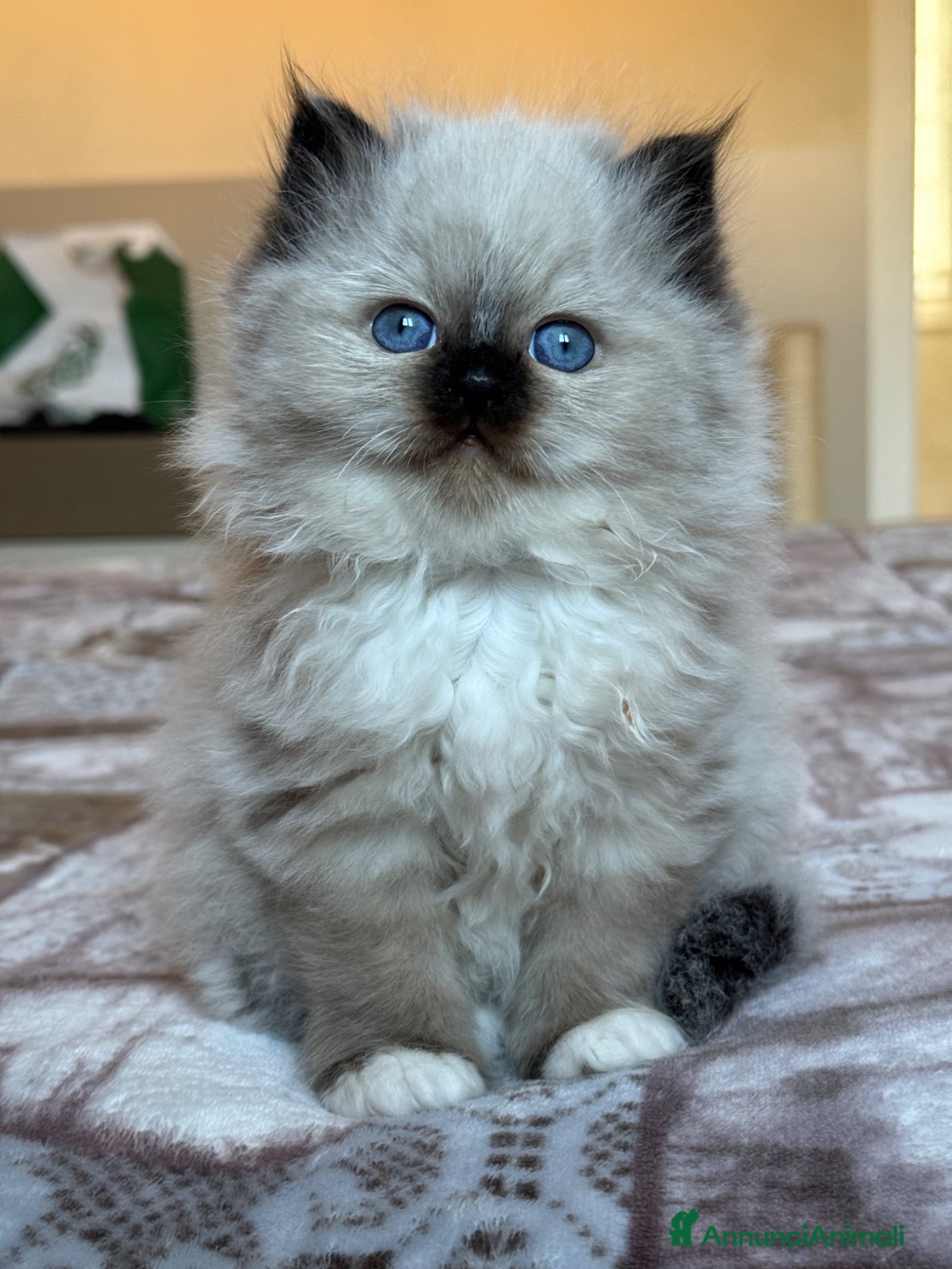 Sacro di Birmania gatti Cucciola femmina con pedigree disp. da maggio - Annuncio 2