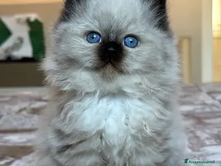 Sacro di Birmania gatti Cucciola femmina con pedigree disp. da maggio - Annuncio 2