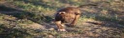 Pitbull cani in vendita: Cuccioli Pit Bull con pedigree anche a rate - Annuncio 38