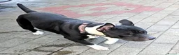 Meticcio cani in regalo: ZARA PIT TRISTE - Annuncio 8