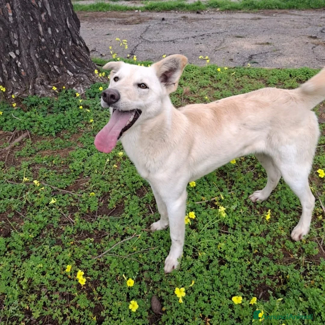 Meticcio cani in regalo: ERIS 🩷 - cucciola dolcissima cerca ancora casa - Annuncio 3