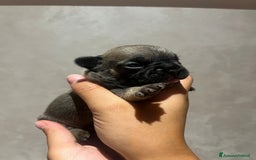 Altre razze gatti in vendita: Bulldog francese cuccioli a Città metropolitana di Milano - Immagine 16