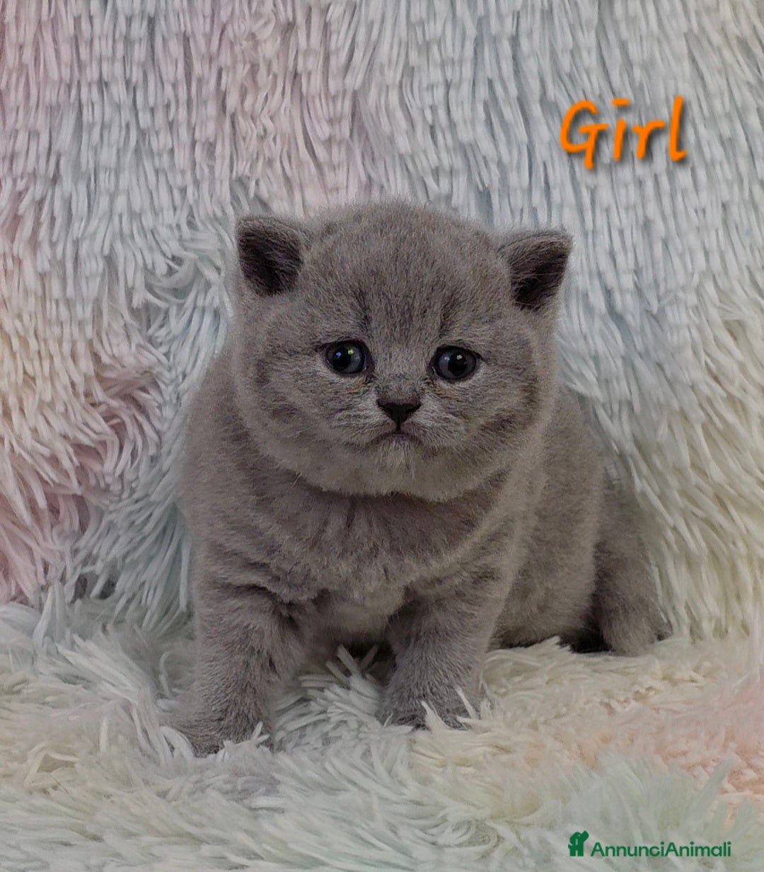 British gatti Cucciole British shorthair  - Annuncio 10