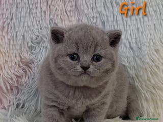 British gatti Cucciole British shorthair - Annuncio 10