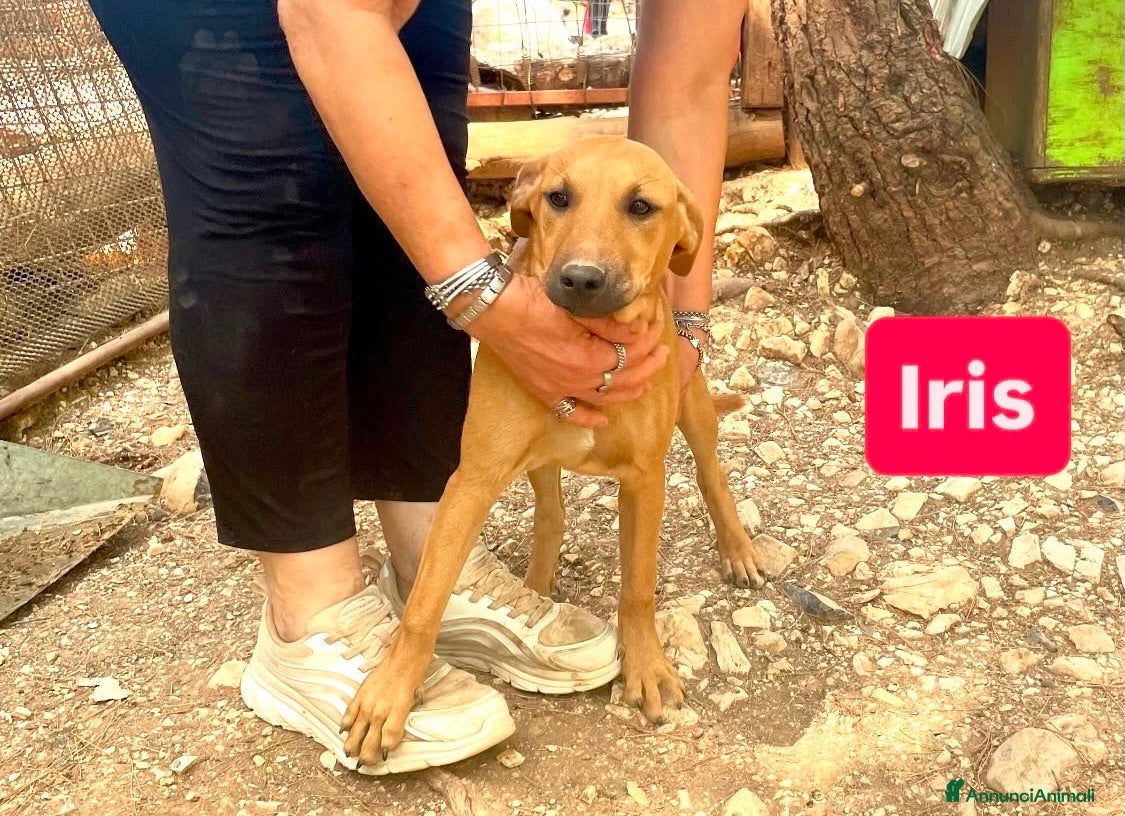 Meticcio cani Iris è solo una cucciola e resterà sola  - Annuncio 26