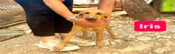 Meticcio cani in regalo: Iris è solo una cucciola e resterà sola  - Annuncio 1