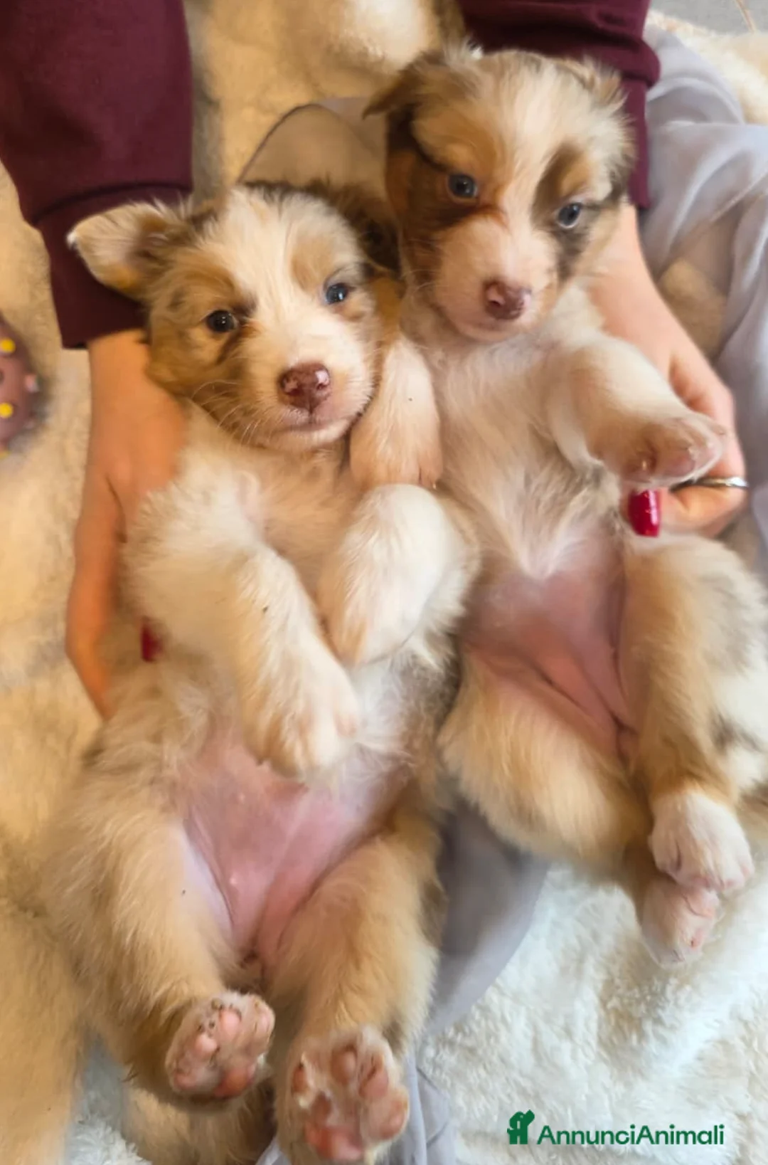 Australian Shepherd cani in vendita: Cuccioli Australian Shepherd - Annuncio 12