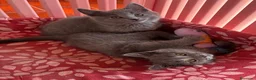 Certosino gatti in vendita: Cuccioli di certosino con pedigree  - Annuncio 3