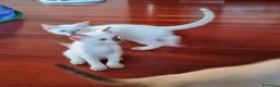 Thai gatti in vendita: Cucciole femmine a Città metropolitana di Milano - Annuncio 4