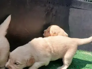 Golden Retriever cani Cuccioli di Golden Retriever - Annuncio 1