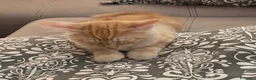 Europeo gatti in regalo: Gattini inseparabili - Annuncio 17