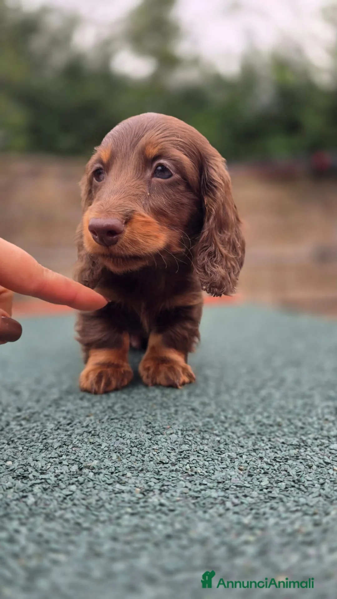 Bassotto cani in vendita: Bassotto pelo lungo - Annuncio 2