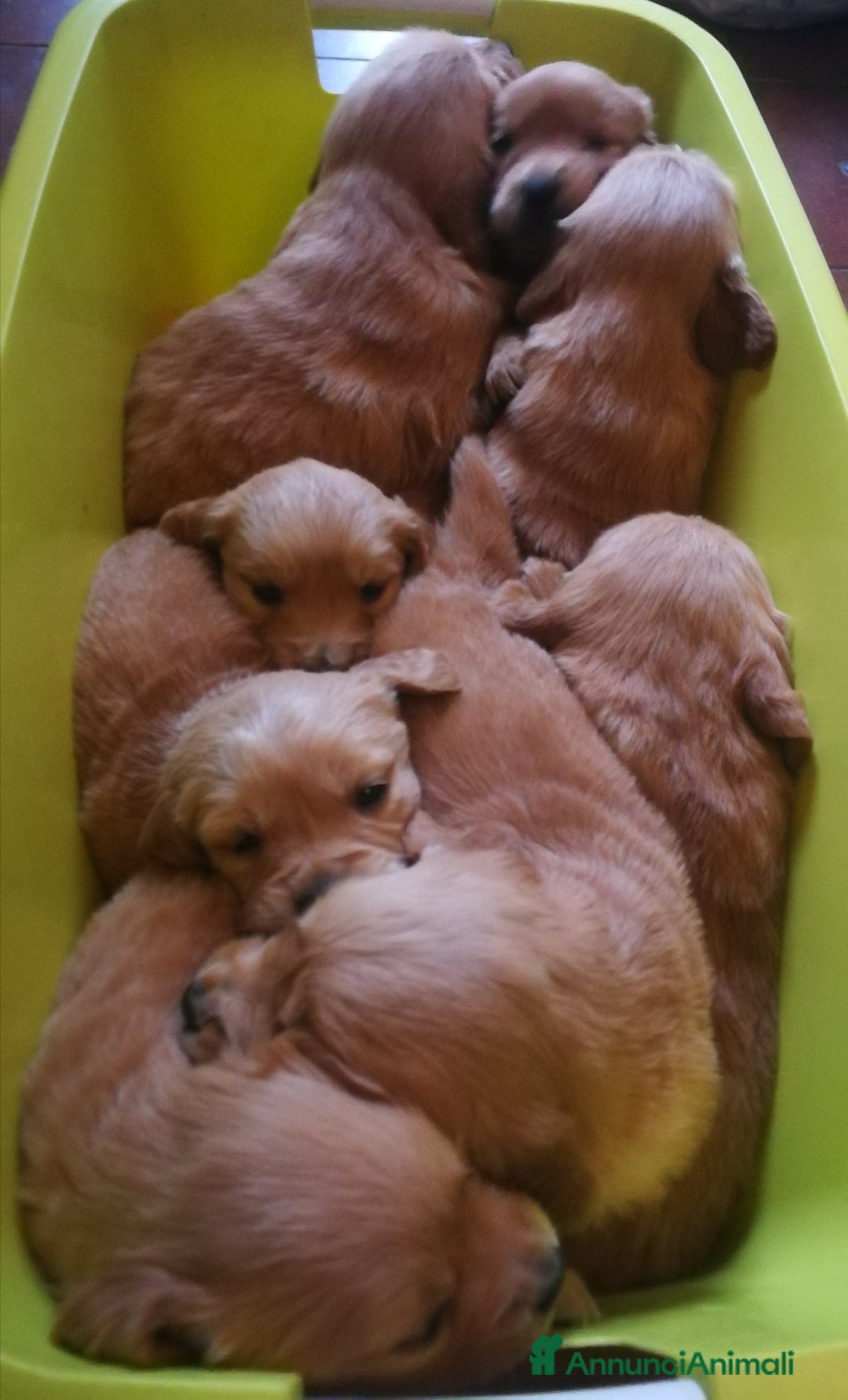 Golden Retriever cani in vendita: Cuccioli maschi di Golden Retriever con pedigree  - Annuncio 2