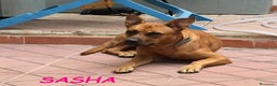 Meticcio cani in regalo: SASHA allegra e buona con altri cani!Urgente - Annuncio 1