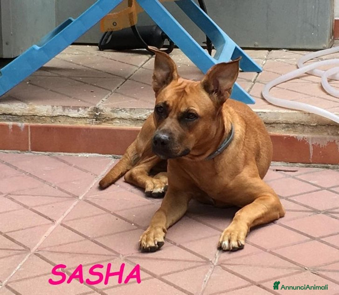 Meticcio cani in regalo: SASHA allegra e buona con altri cani!Urgente - Annuncio 1