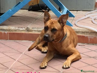 Meticcio cani SASHA allegra e buona con altri cani!Urgente - Annuncio 7
