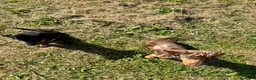 Bassotto cani in regalo: Regalo cuccioli di bassotto a Provincia di Bergamo - Annuncio 1