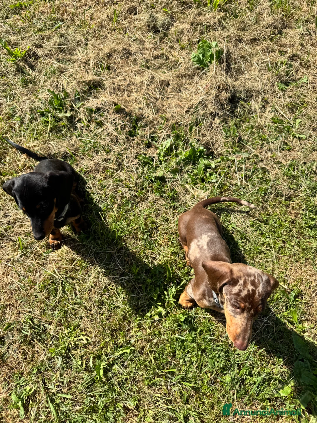 Bassotto cani in regalo: Regalo cuccioli di bassotto a Provincia di Bergamo - Annuncio 1