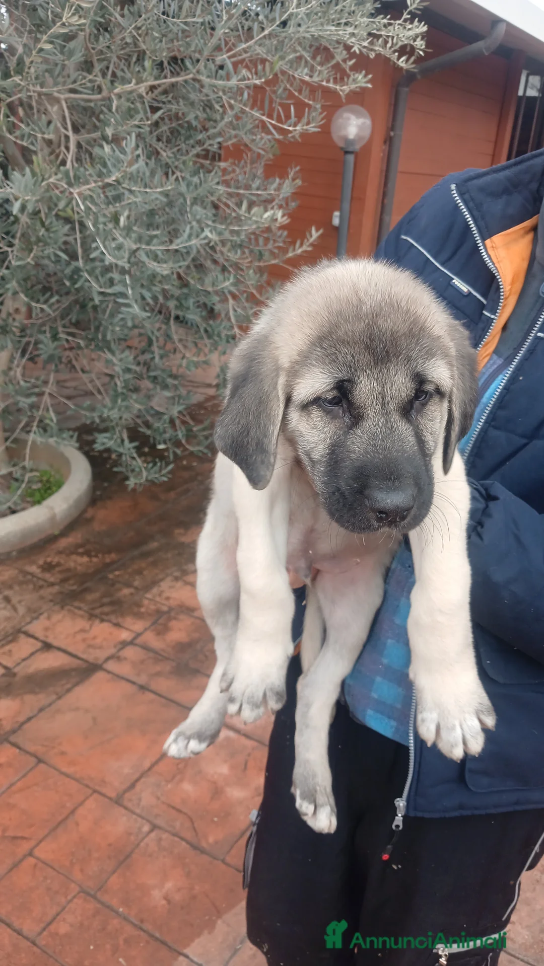 Pastore dell’Anatolia cani in vendita: Kangal pastore dell'anatolia - Annuncio 2