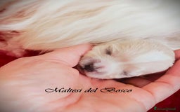 Maltese cani in vendita: Cuccioli di Maltese a Città Metropolitana di Torino - Immagine 3