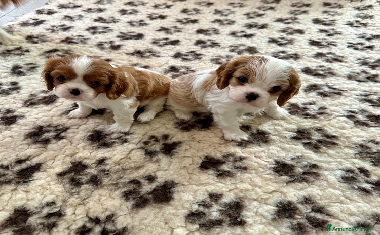 Cavalier King cani - Annuncio 1