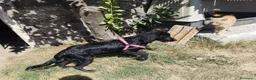 Meticcio cani in regalo: KEYLI cucciola taglia medio piccola - Annuncio 10
