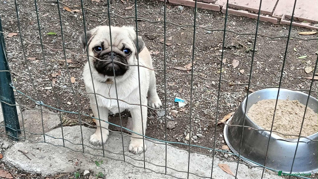 Carlino cani in vendita: Cucciolo Maschio Carlino - Annuncio 4