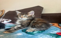 Maine Coon gatti in vendita: Maine Coon pedigree Anfi a Provincia di Modena - Immagine 23