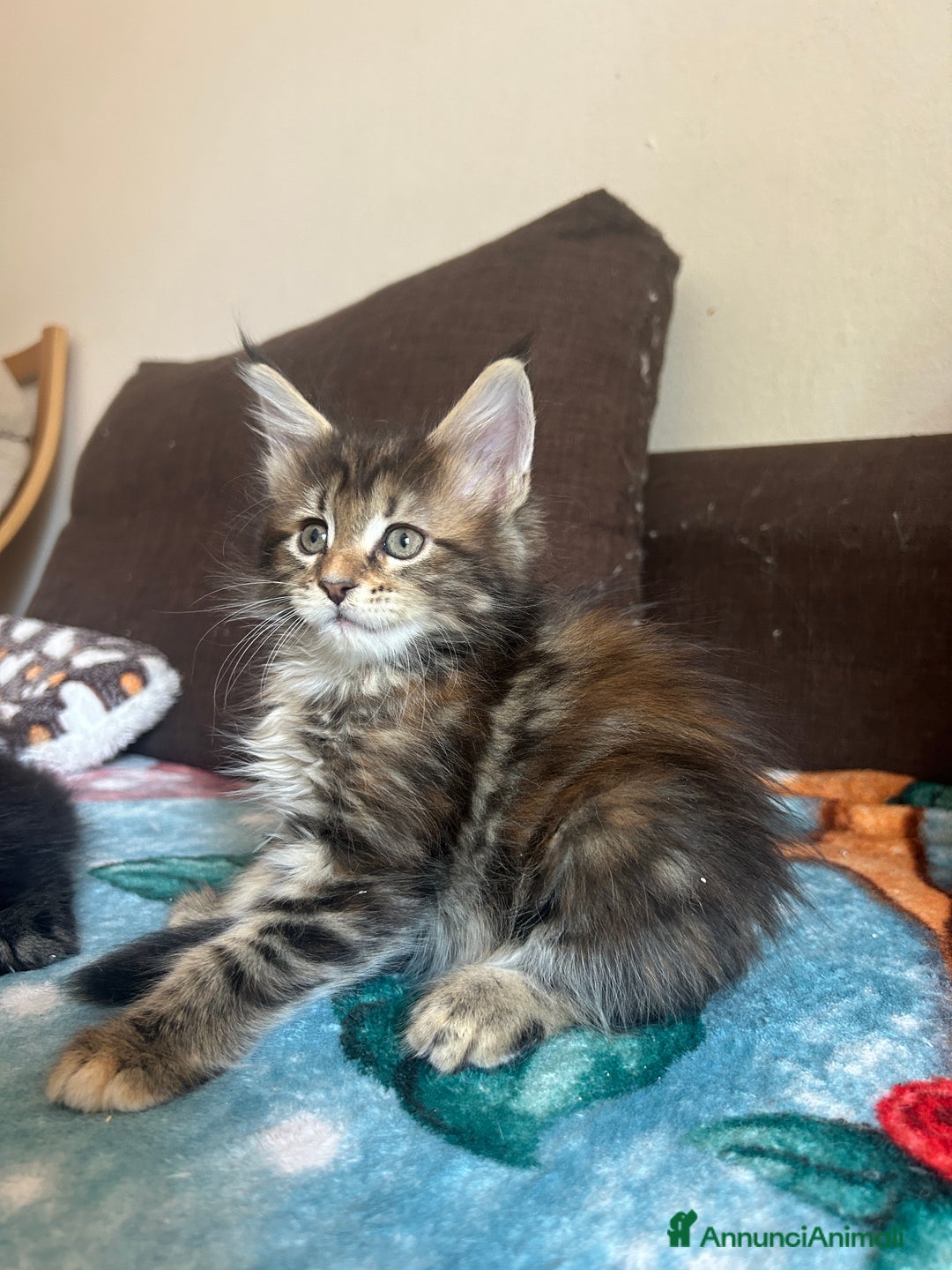 Maine Coon gatti in vendita: Maine Coon pedigree Anfi a Provincia di Modena - Immagine 23