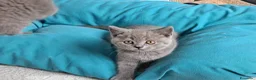 British gatti in vendita: British shorhair cuccioli  - Annuncio 6