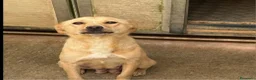 Meticcio cani in regalo: 2cuccioli 3mesi e mamma 4anni tg contenuta.CALABR - Annuncio 2