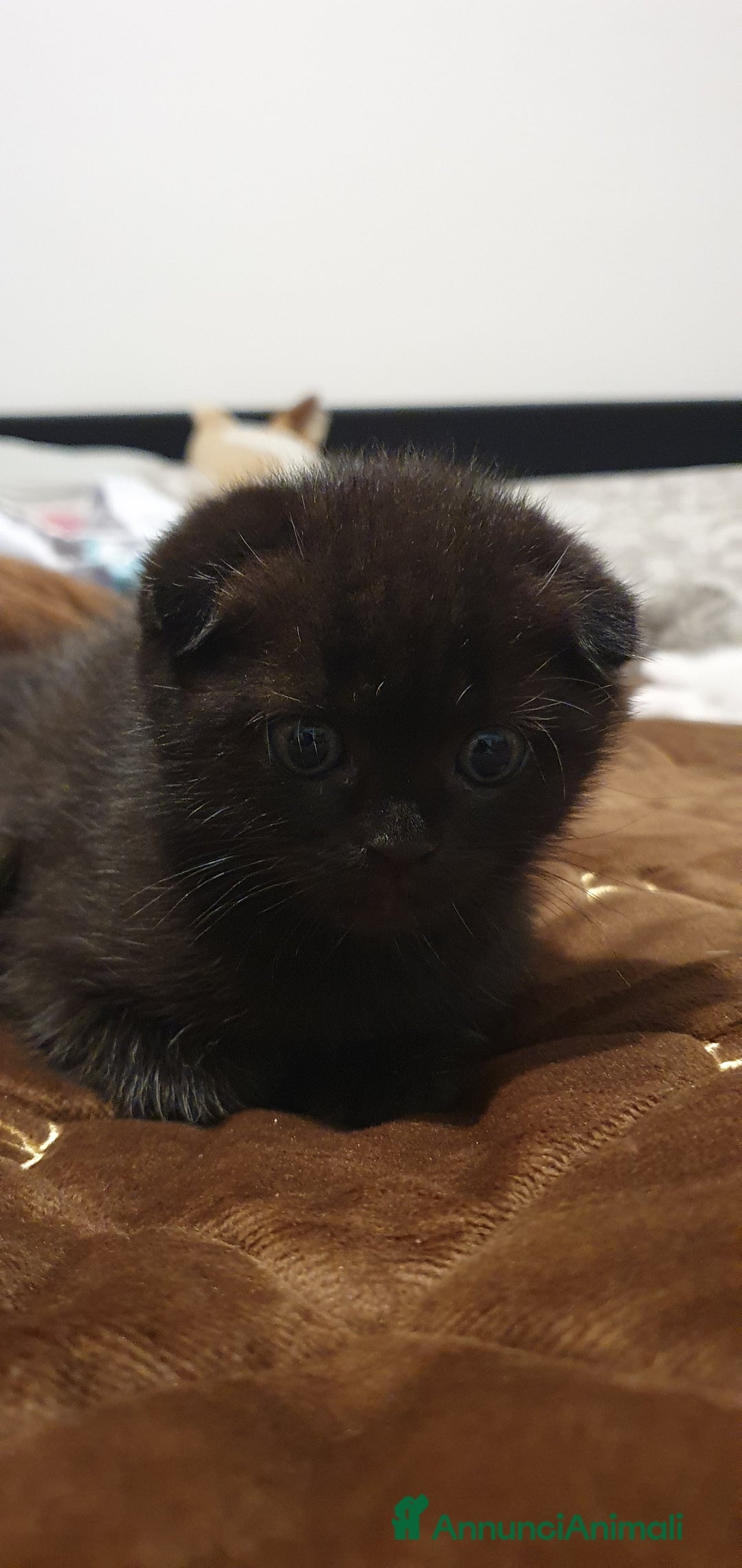 British gatti in vendita: Vendo bellissimo gattino british  - Annuncio 2