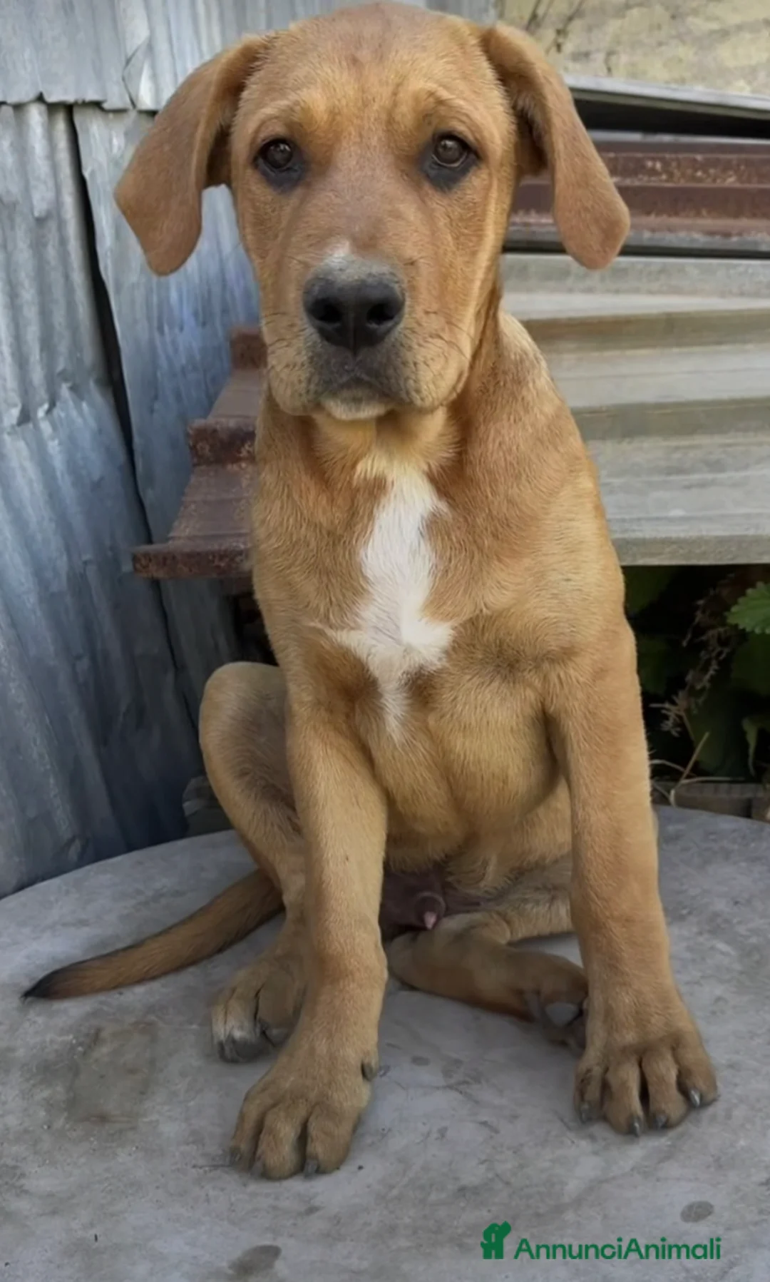 Meticcio cani in regalo: Dilan, incrocio pastore/pitt! (5 mesi)  - Annuncio 1