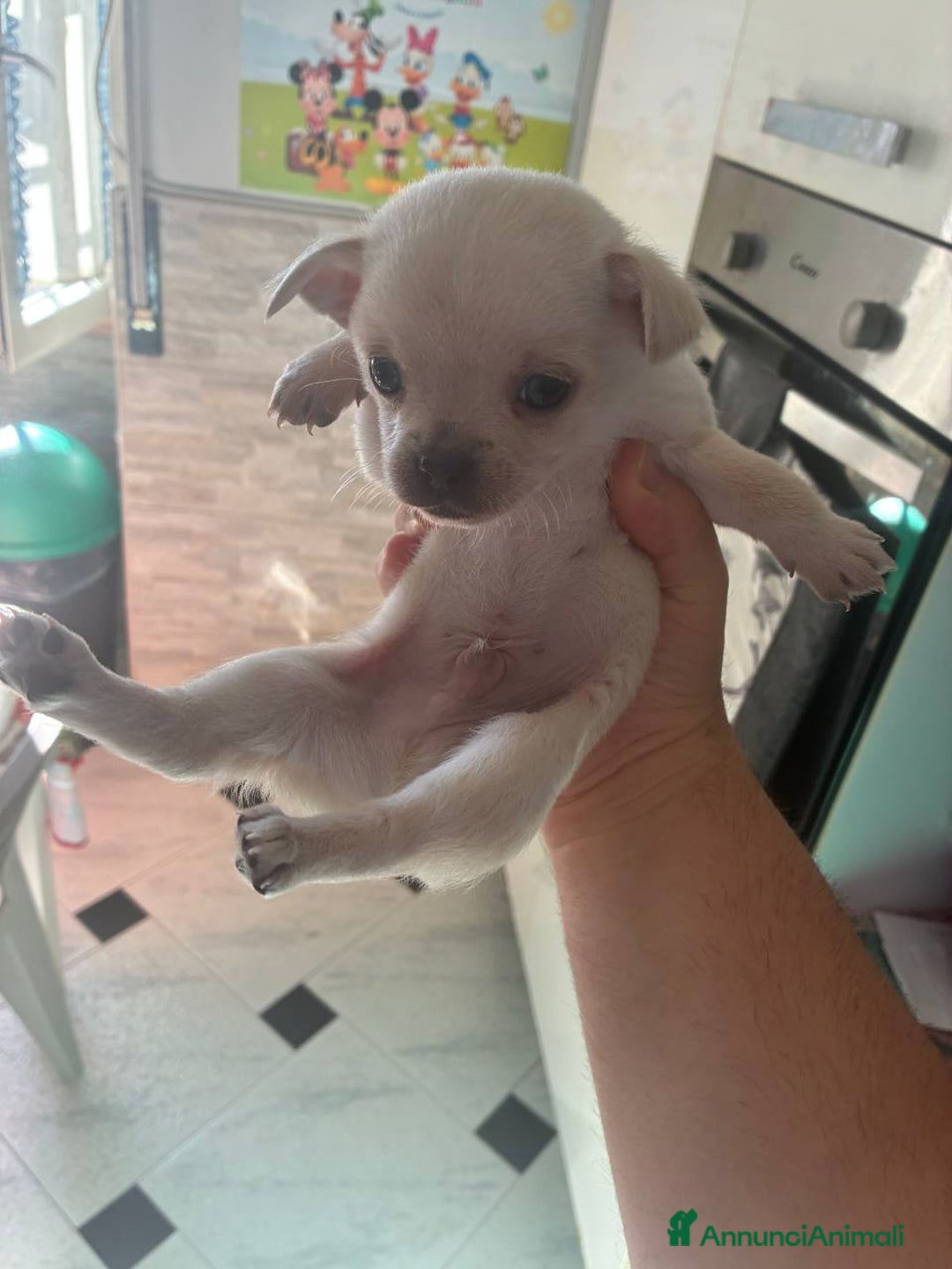 Chihuahua cani in vendita: Chihuahua cuccioli 1 femmina  2 maschi - Annuncio 4