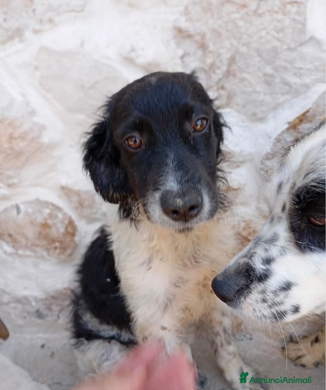 Meticcio cani Dada  - Annuncio 10