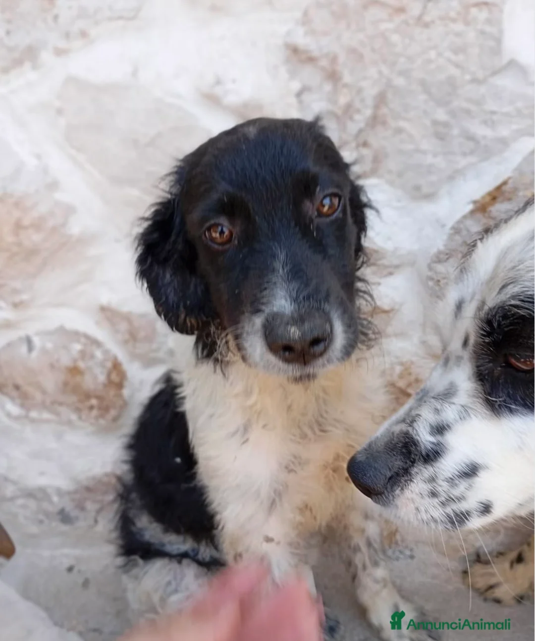 Meticcio cani in regalo: Dada  - Annuncio 1