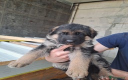 Pastore Tedesco cani in vendita: CUCCIOLI PASTORE TEDESCO a Provincia di Bergamo - Immagine 4