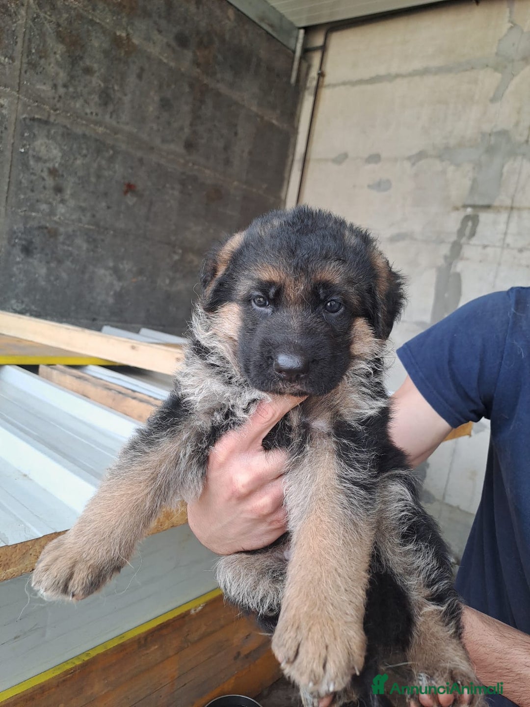 Pastore Tedesco cani in vendita: CUCCIOLI PASTORE TEDESCO a Provincia di Bergamo - Immagine 4