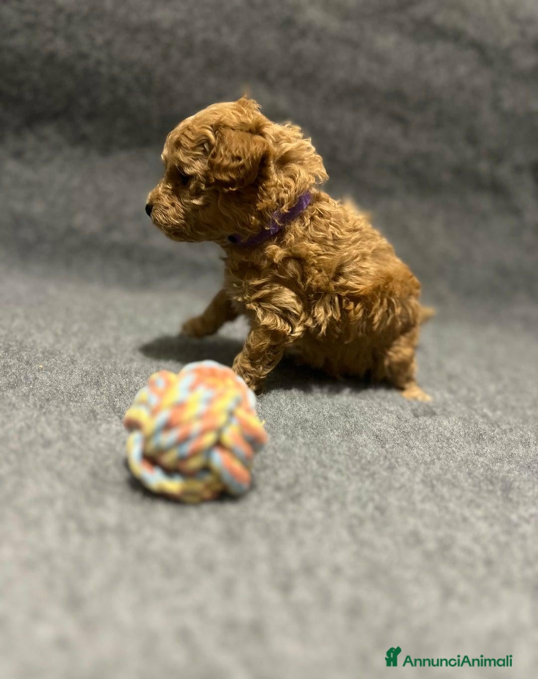 Barboncino Toy cani in vendita: 🏆 Cuccioli di barboncino ❤️Pronti a partire a Città metropolitana di Roma Capitale - Annuncio 9