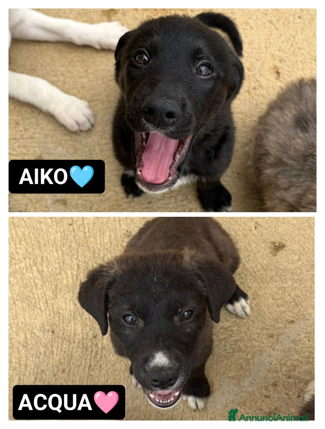 Meticcio cani in regalo: AIKO E ACQUA - Annuncio 1
