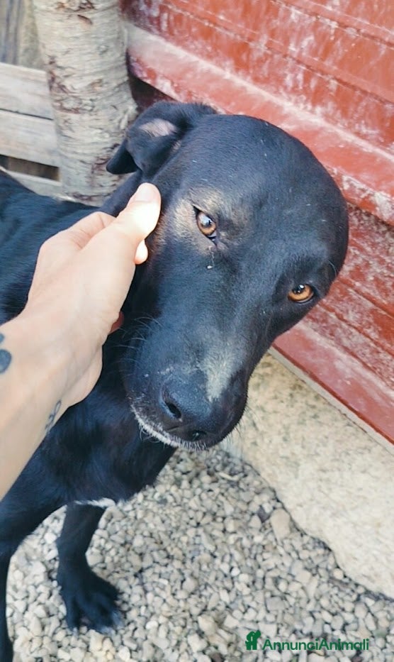 Meticcio cani 1 anno, CARLO, cerca casa e AMORE - Annuncio 36