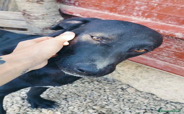 Meticcio cani - Annuncio 18