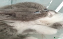 Persiano gatti in vendita: Cucciolo persiano ipertipico maschio a Provincia di Brindisi - Immagine 5