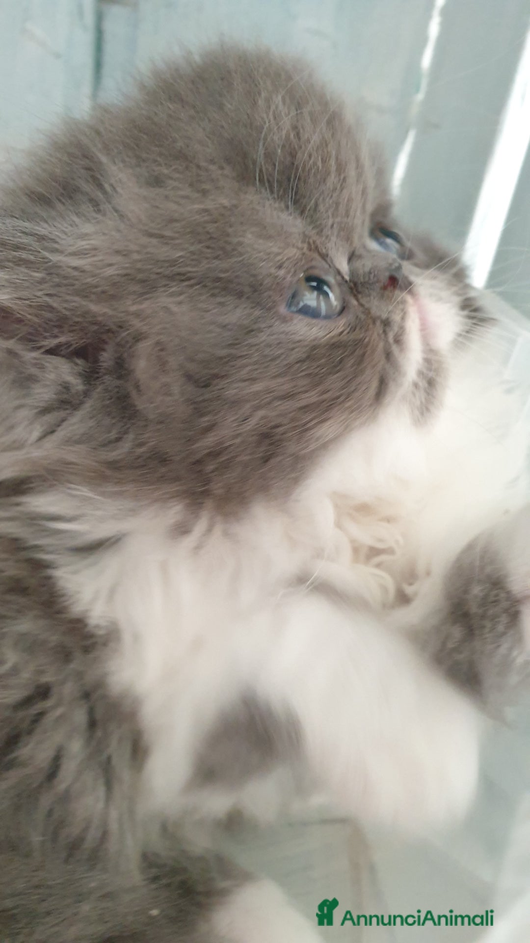 Persiano gatti in vendita: Cucciolo persiano ipertipico maschio a Provincia di Brindisi - Immagine 5