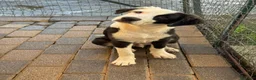 Meticcio cani in regalo: Cuccioli di taglia media  - Annuncio 2