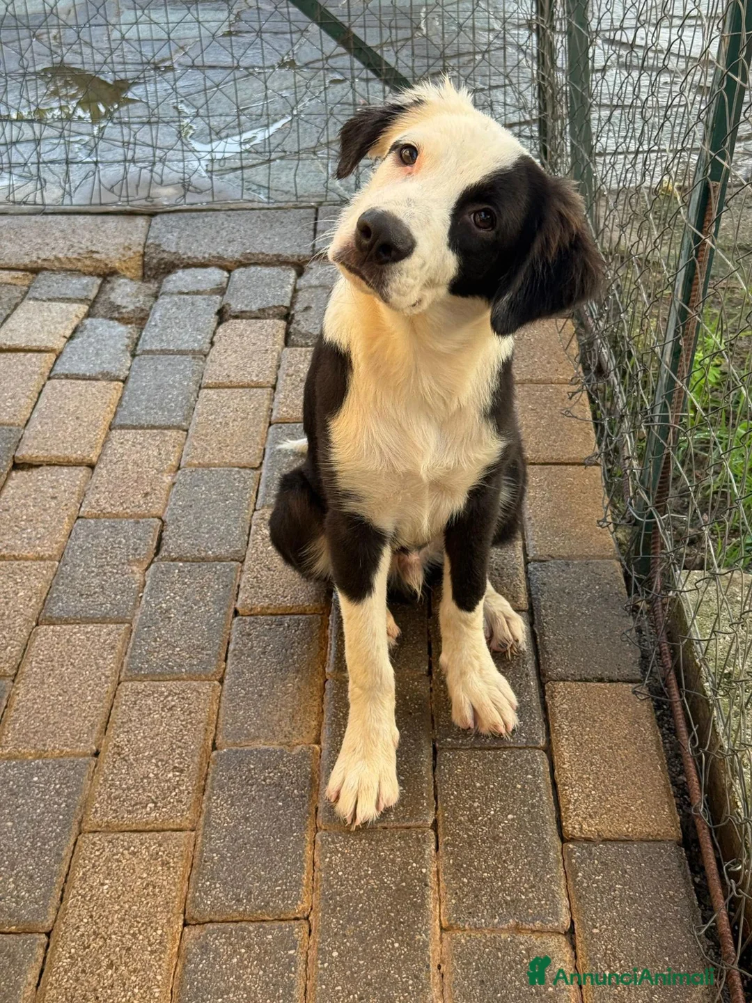 Meticcio cani in regalo: Cuccioli di taglia media  - Annuncio 2
