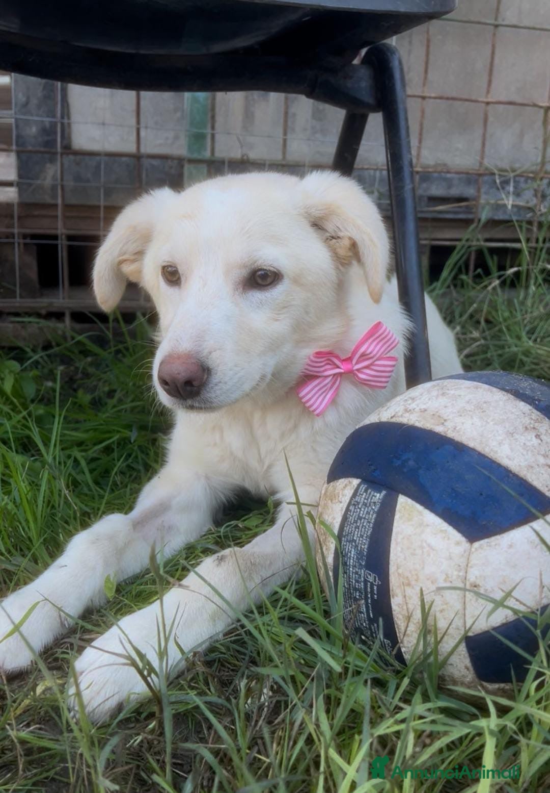 Meticcio cani in regalo: ZOOMY 🩷 -cucciola sta crescendo al freddo del box - Annuncio 2