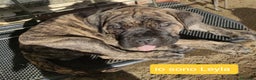 Cane Corso cani in vendita: Cuccioli di cane corso Puri  - Annuncio 4